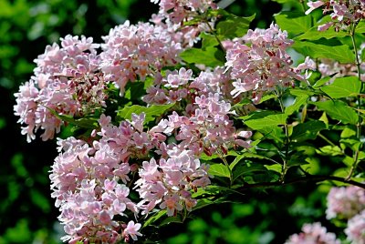 Kolkwitzia amabilis - kolkwitzie krásná - kvetoucí větev